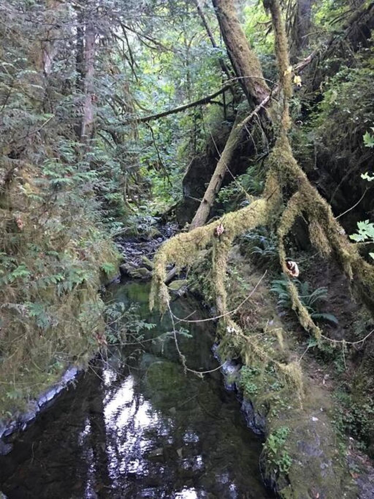 Willa The Great Escape - Port Renfrew Zewnętrze zdjęcie